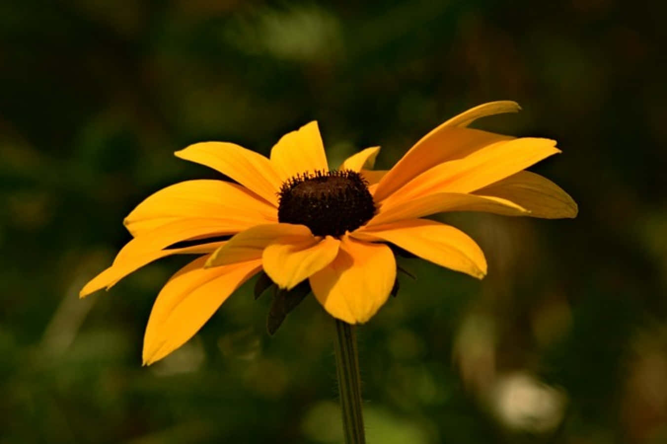 Black Eyed Susan, yellow, wildflowers, HD Desktop Wallpaper