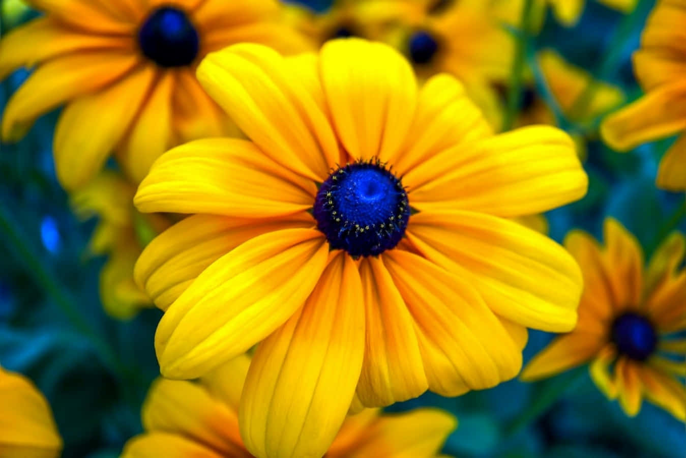 Black Eyed Susan, vibrant yellow daisies, deep blue centers, HD Desktop Wallpaper