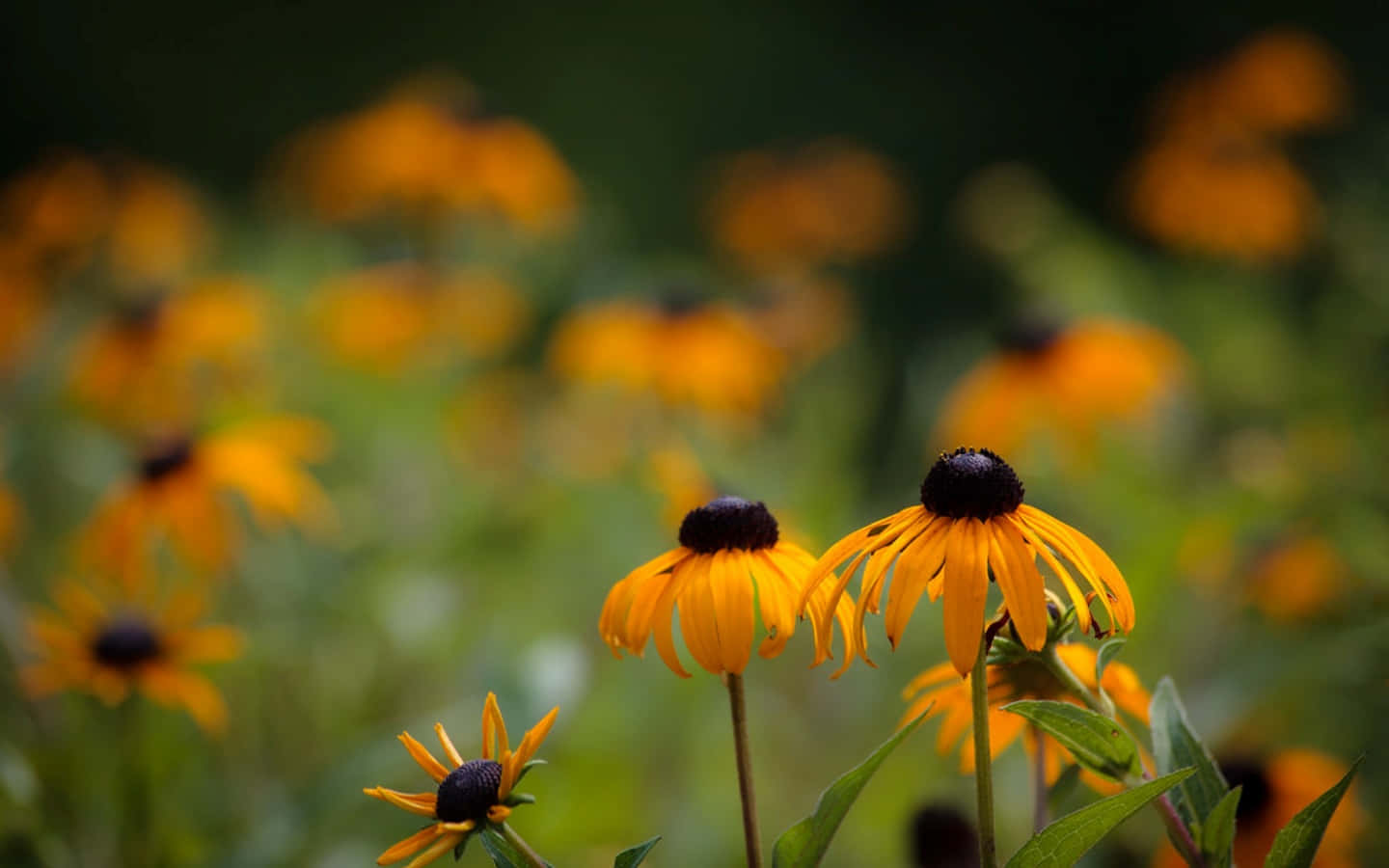Black-eyed Susan, vibrant orange, lush green field, HD Desktop Wallpaper