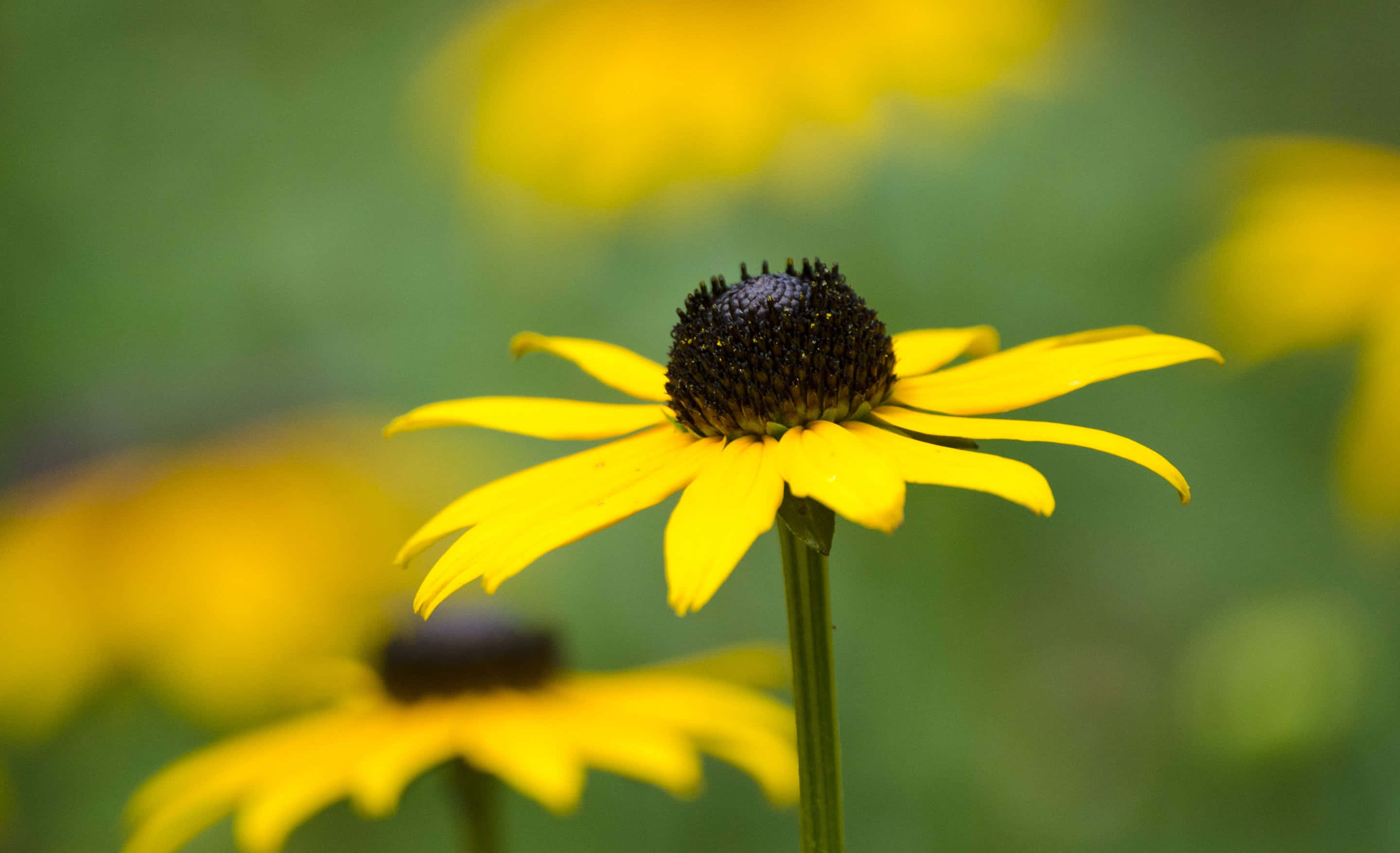 Black Eyed Susan, vibrant yellow, sharp focus, 2K Desktop Wallpaper