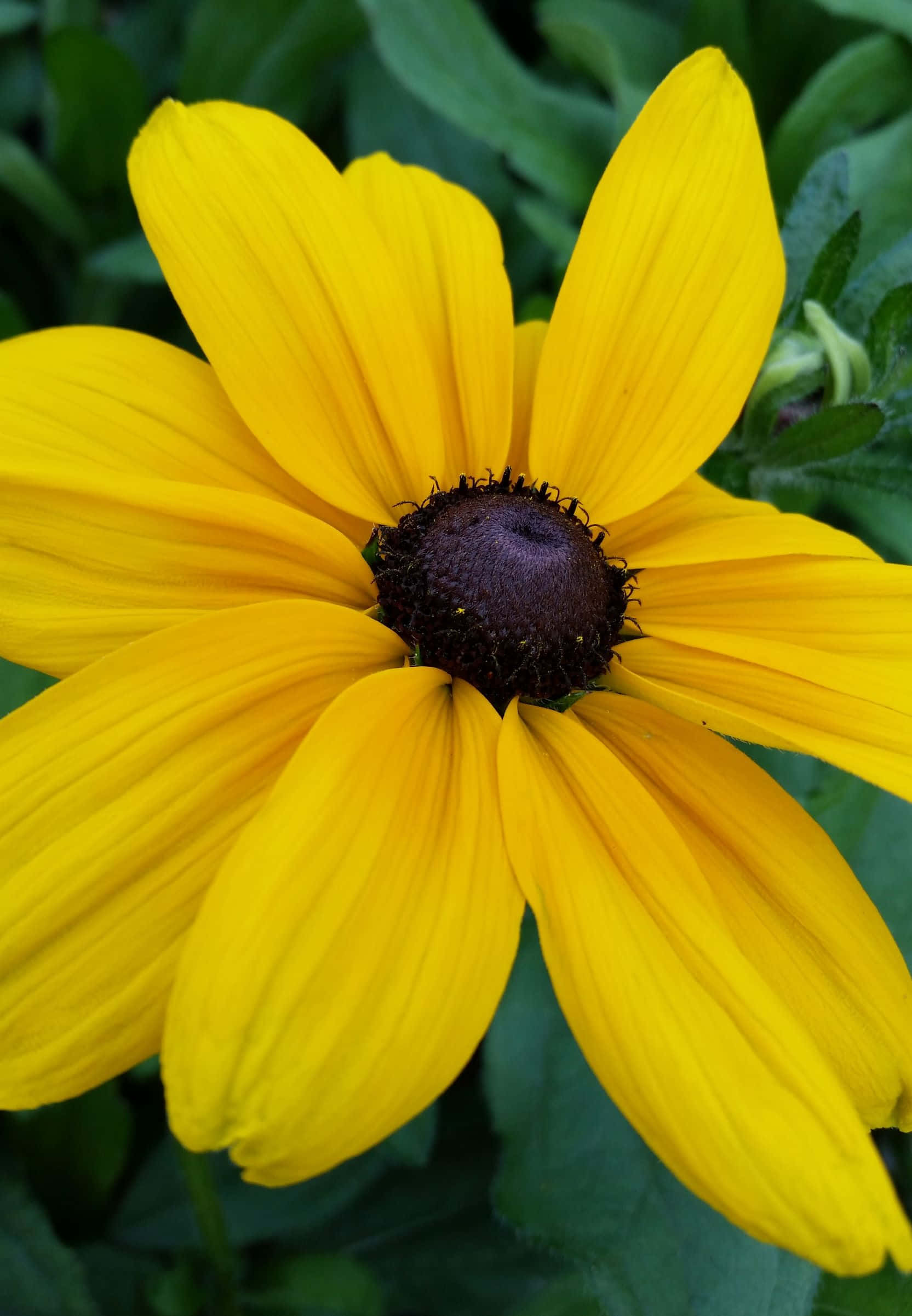 Black Eyed Susan, yellow, green foliage, Full HD Phone Wallpaper