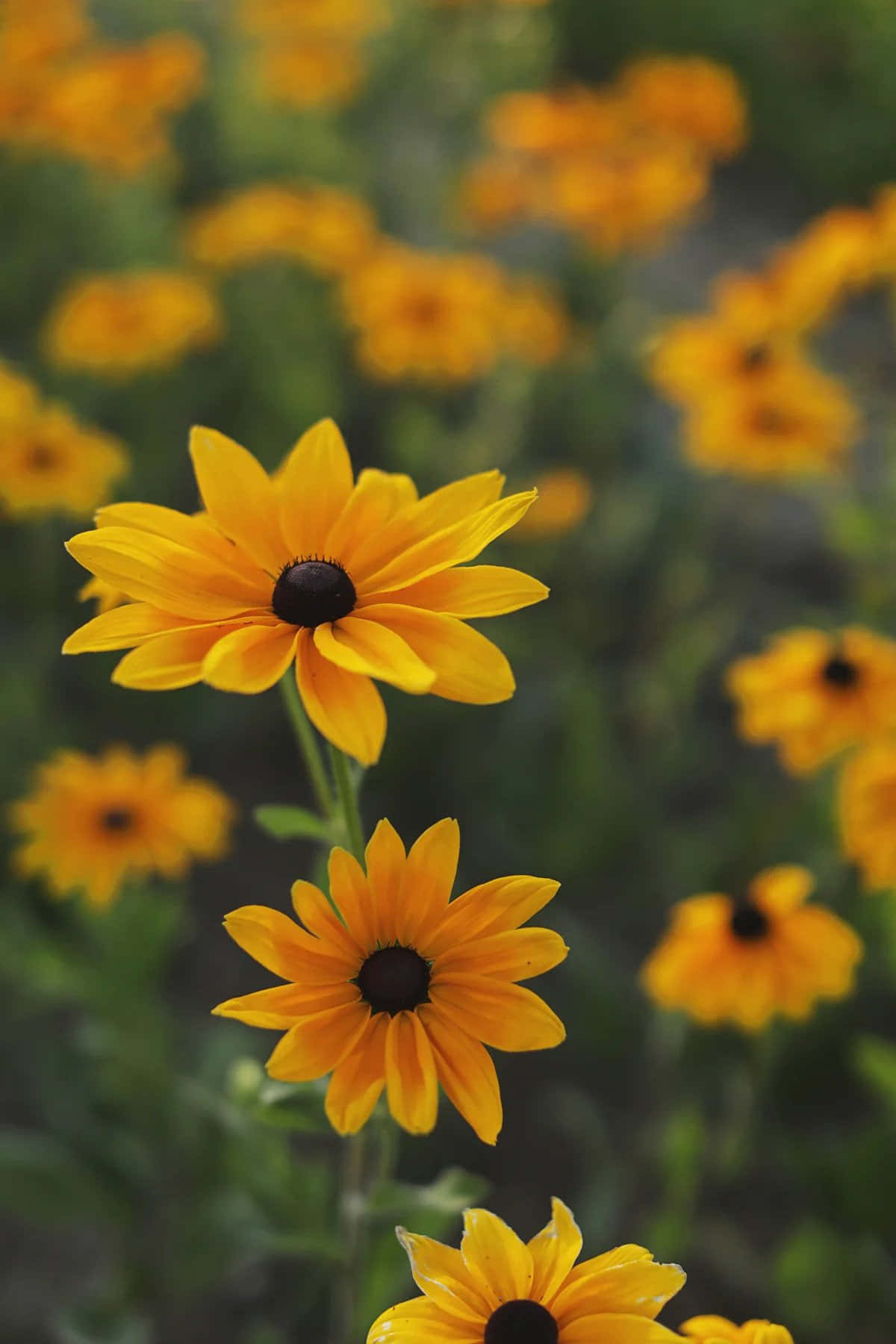 Black Eyed Susan, yellow, lush green foliage, HD Phone Wallpaper