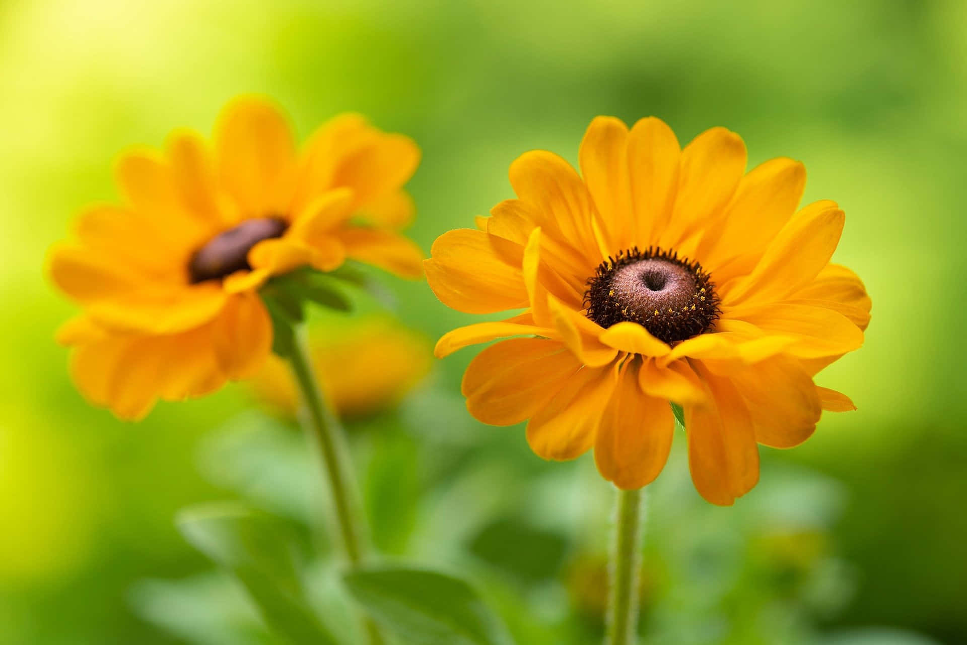Black Eyed Susan, yellow, soft green blurred background, Full HD Desktop Wallpaper