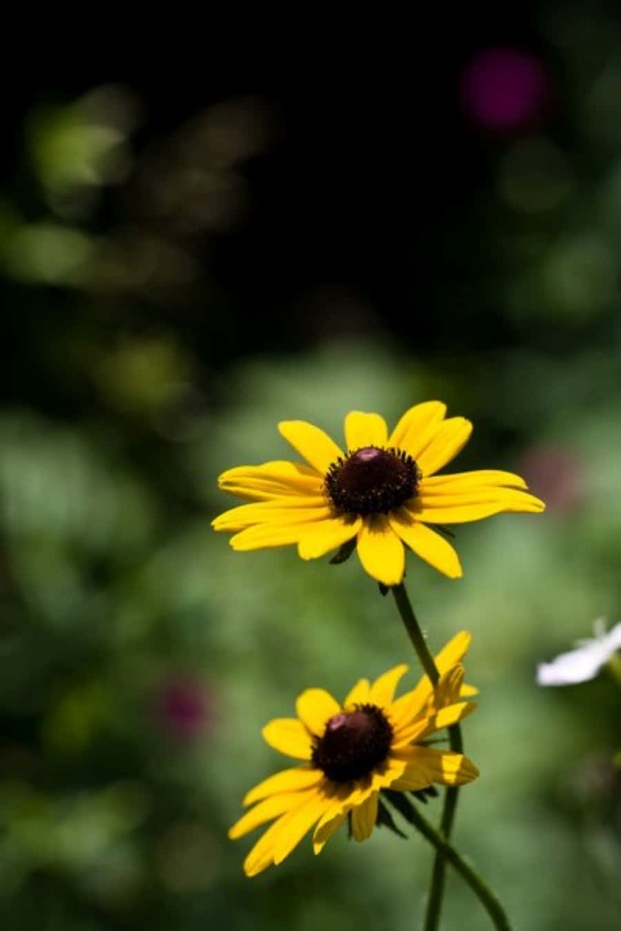Black Eyed Susan, yellow, garden, HD Phone Wallpaper
