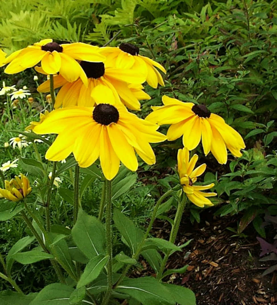 Black Eyed Susan, yellow, lush green foliage, SD Phone Wallpaper