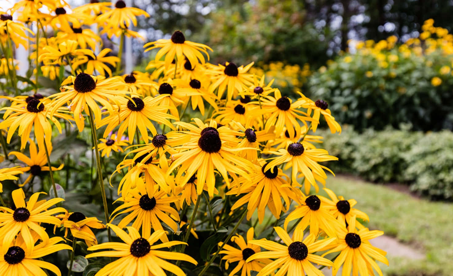 Black Eyed Susan, yellow, sunlit garden, HD Desktop Wallpaper