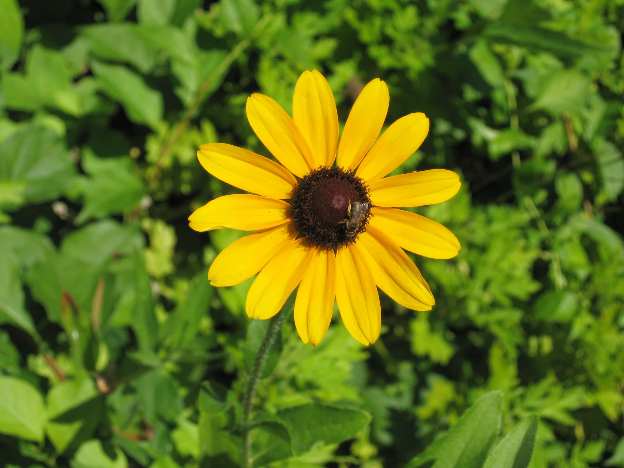 Black Eyed Susan, yellow, bee, 2K Desktop Wallpaper