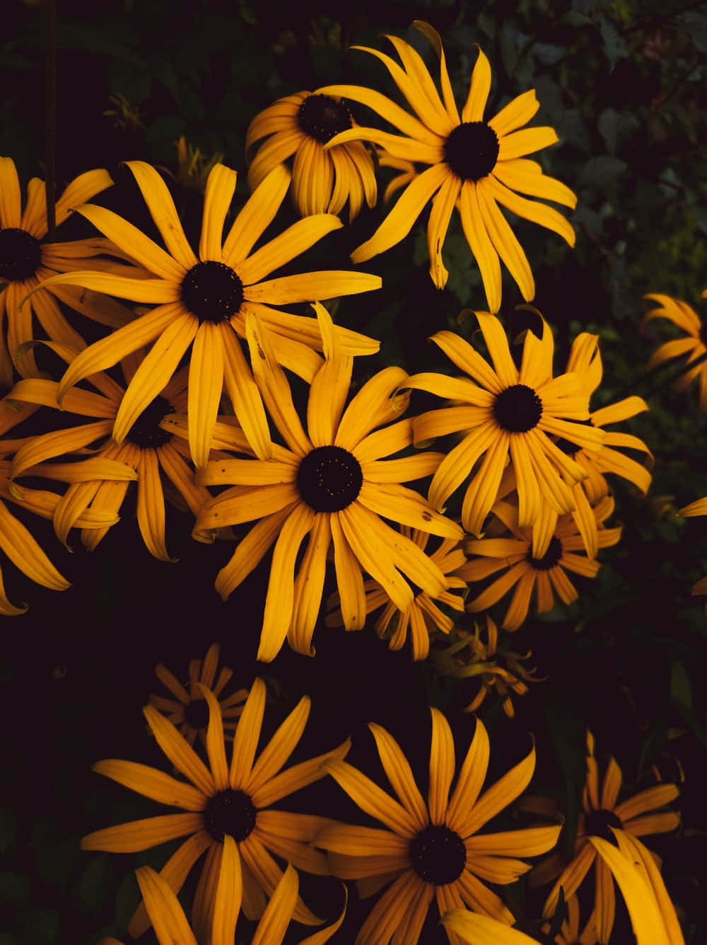 Black Eyed Susan, vibrant yellow, dark blurred foliage background, HD Phone Wallpaper