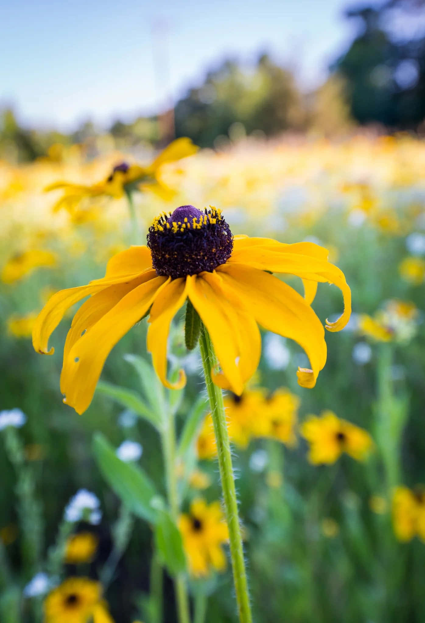 Black Eyed Susan, yellow, field of grass, Full HD Phone Wallpaper
