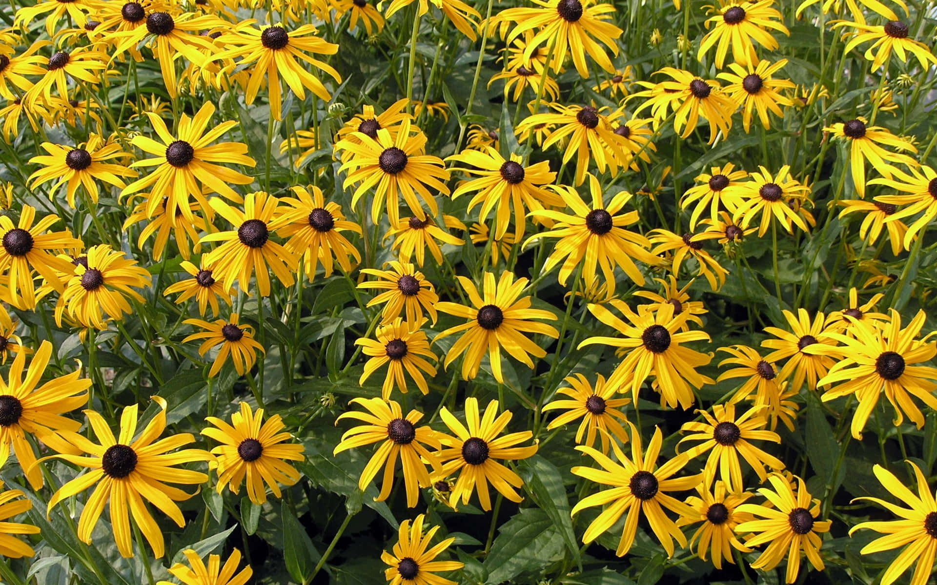 Black Eyed Susan, yellow, lush green field, Full HD Desktop Wallpaper