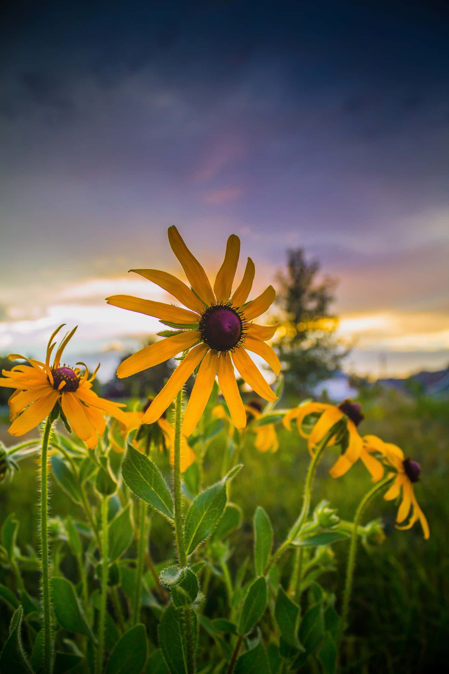 Black Eyed Susan, yellow, petals, Full HD Phone Wallpaper