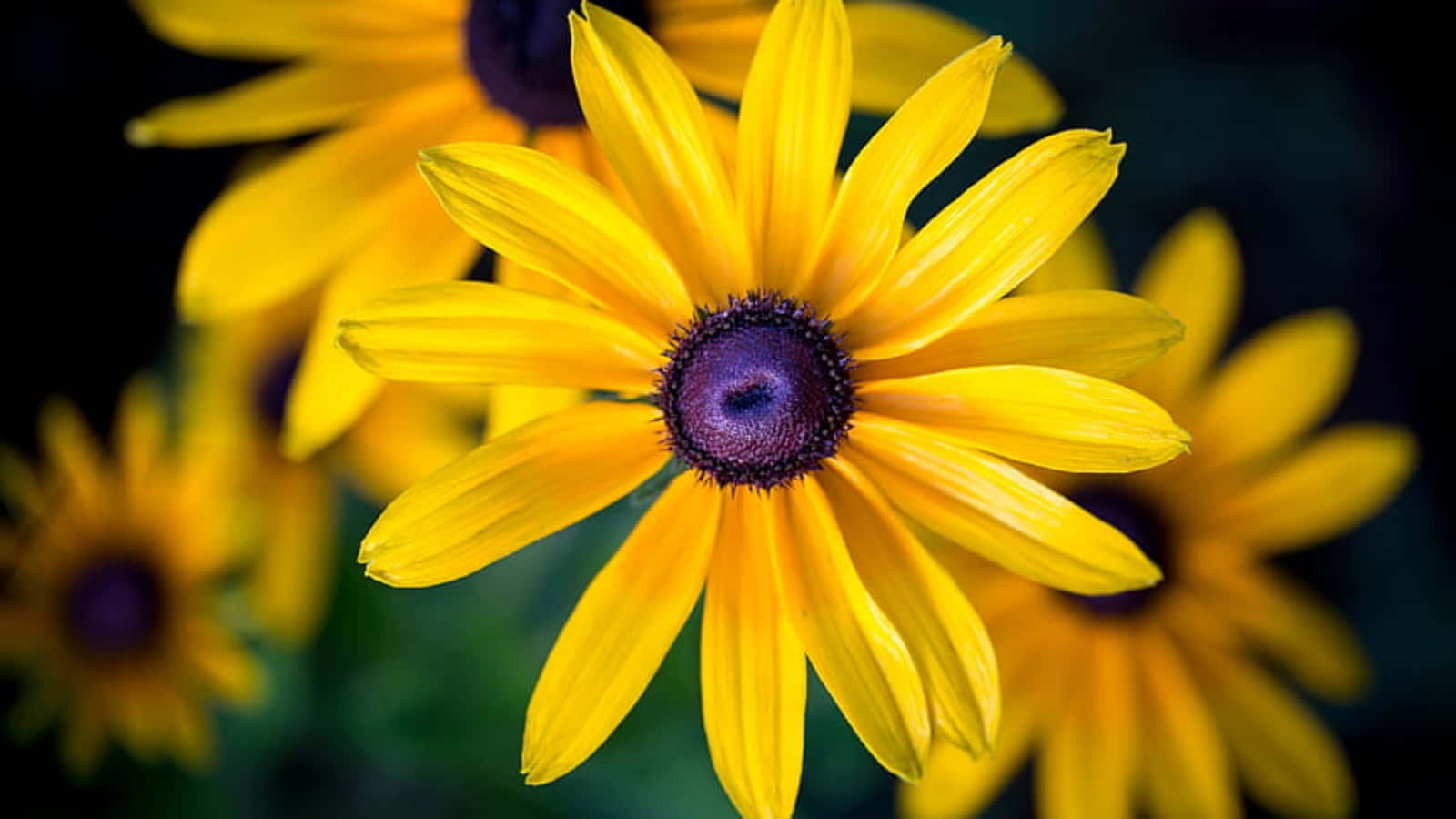Black-eyed Susan, vibrant yellow, deep purple centers, HD Desktop Wallpaper