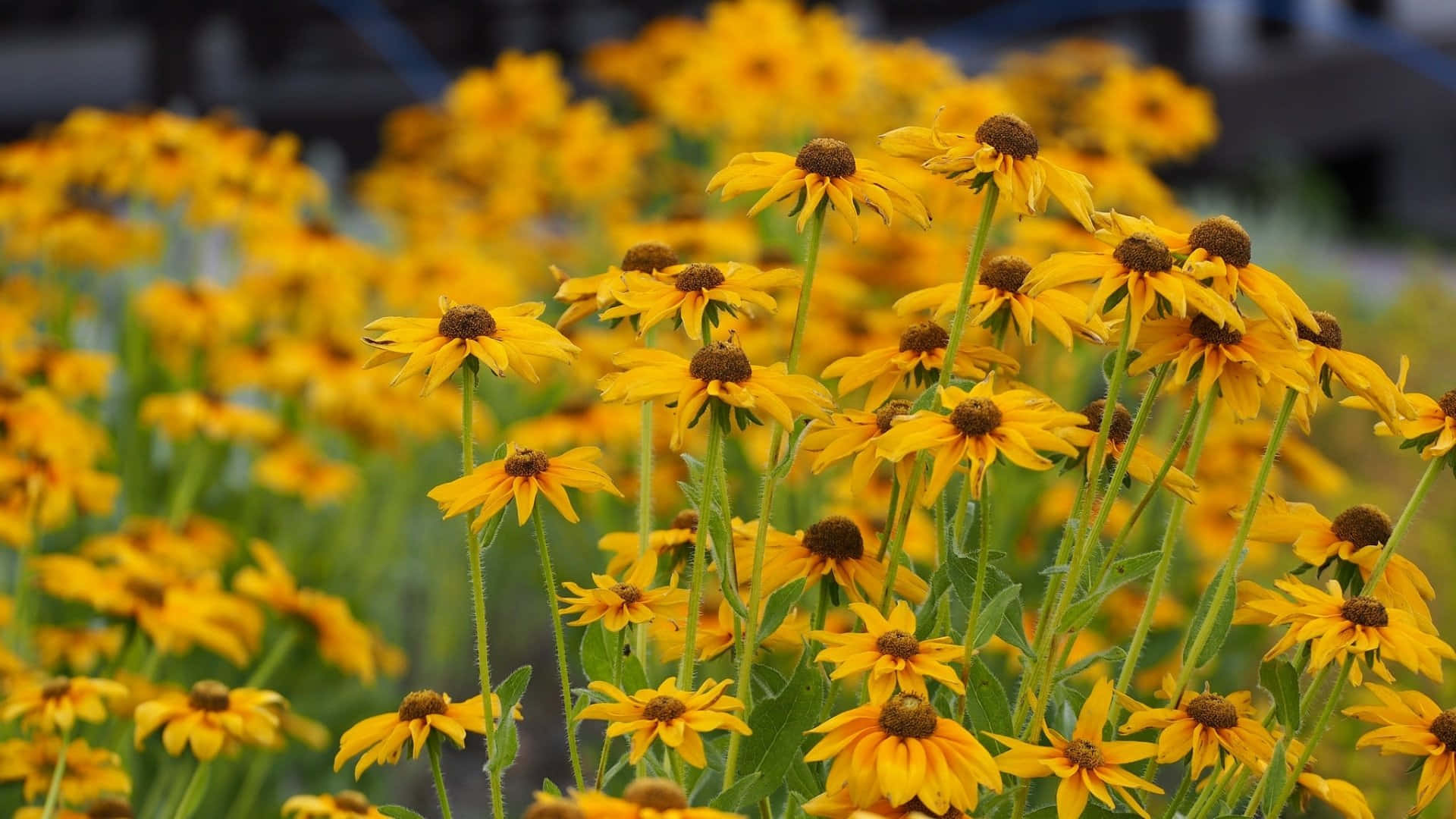 Black Eyed Susan, yellow, lush field, Full HD Desktop Wallpaper