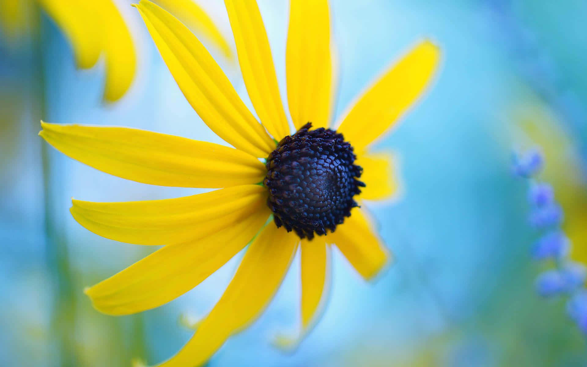 Black Eyed Susan, yellow flower, dark center, Full HD Desktop Wallpaper