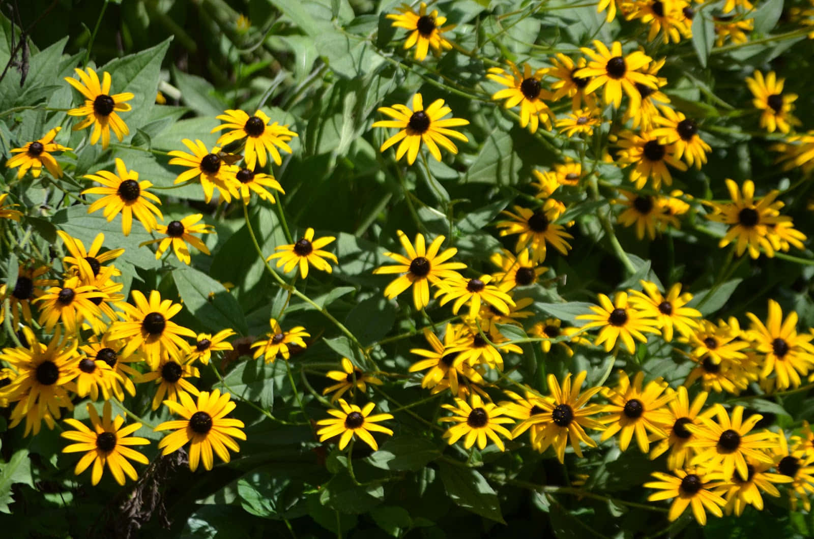 Black Eyed Susan, yellow, bloom, HD Desktop Wallpaper