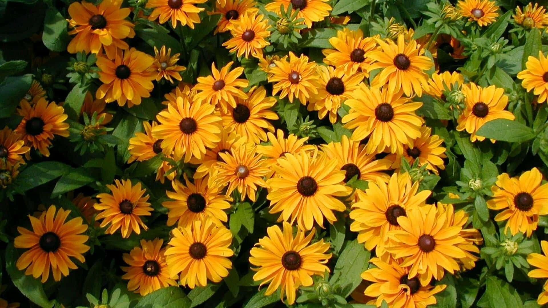 Black Eyed Susan, yellow, wildflowers, Full HD Desktop Wallpaper