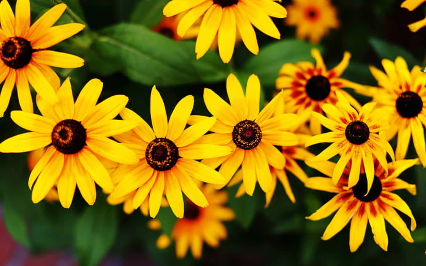 Black Eyed Susan, yellow, dark centers, HD Desktop Wallpaper