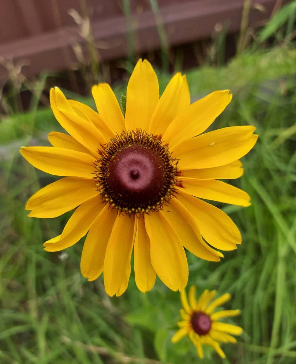 Black-eyed Susan, yellow, green grass, SD Phone Wallpaper