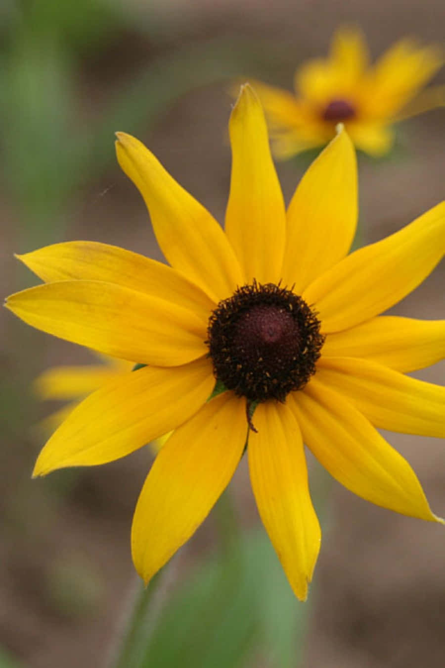 Black-Eyed Susan, vibrant yellow, dark brown center, HD Phone Wallpaper