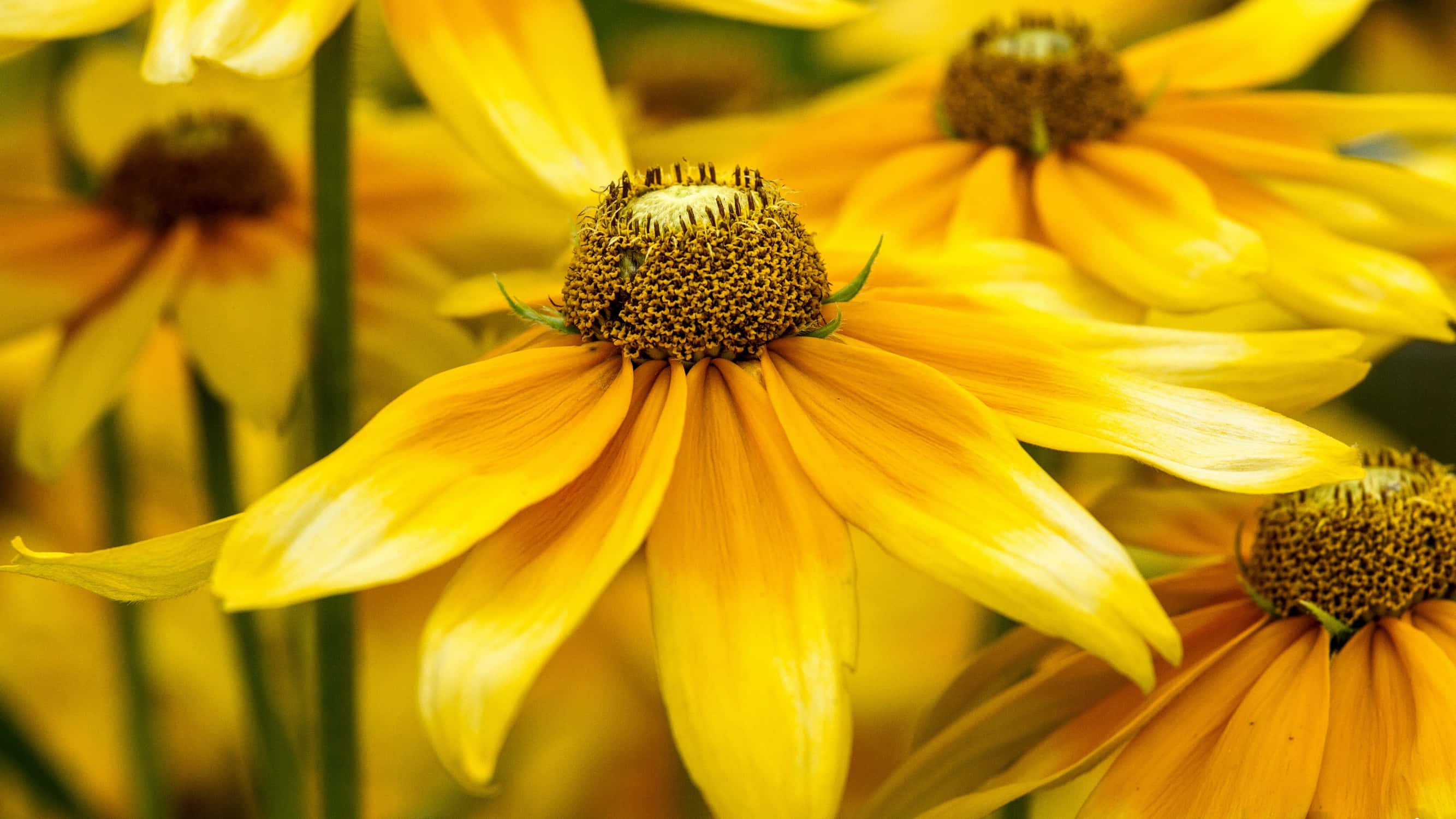 Black Eyed Susan, Bright Yellow, soft focus, 2K Desktop Wallpaper