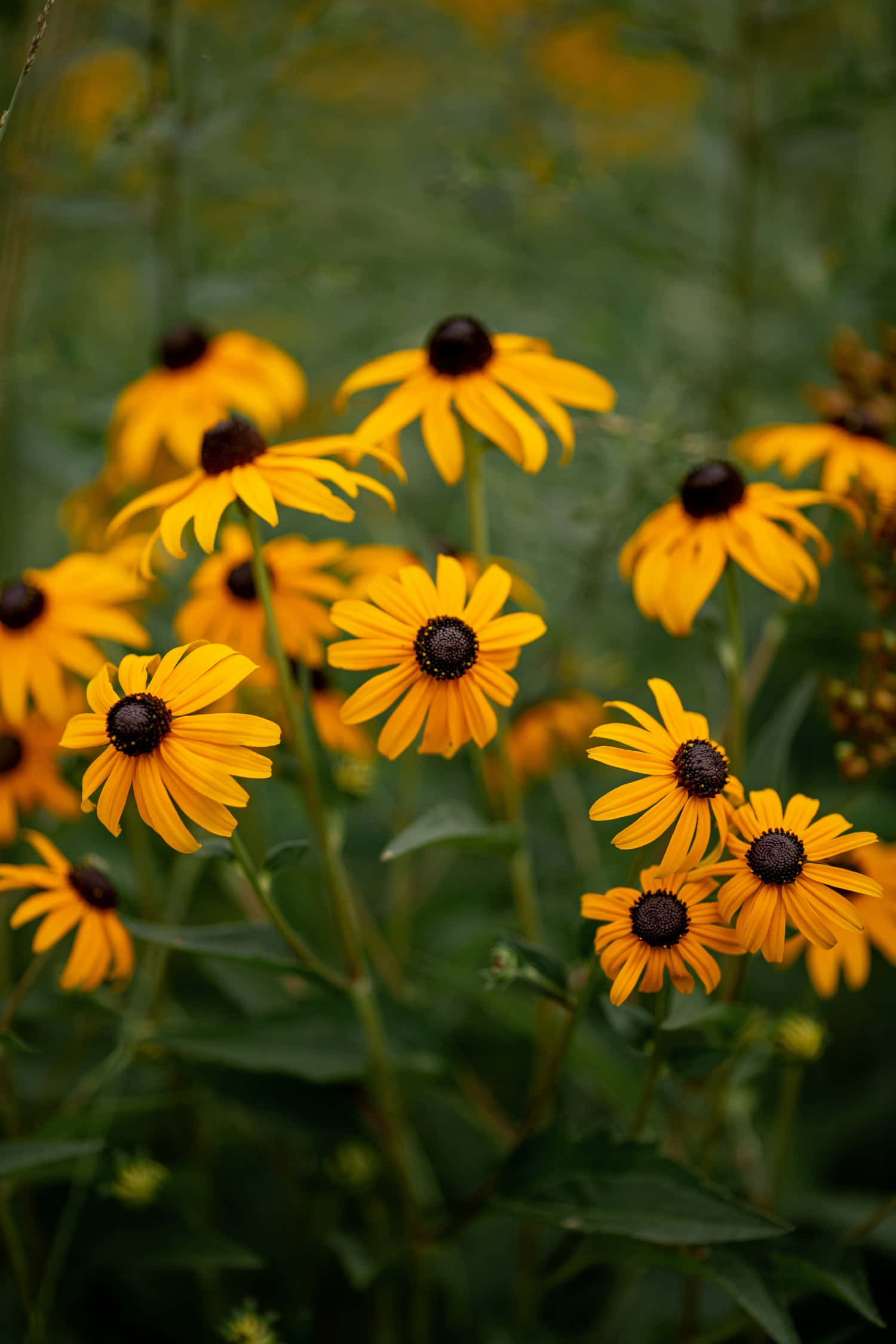 Black Eyed Susan, yellow, green, Full HD Phone Wallpaper