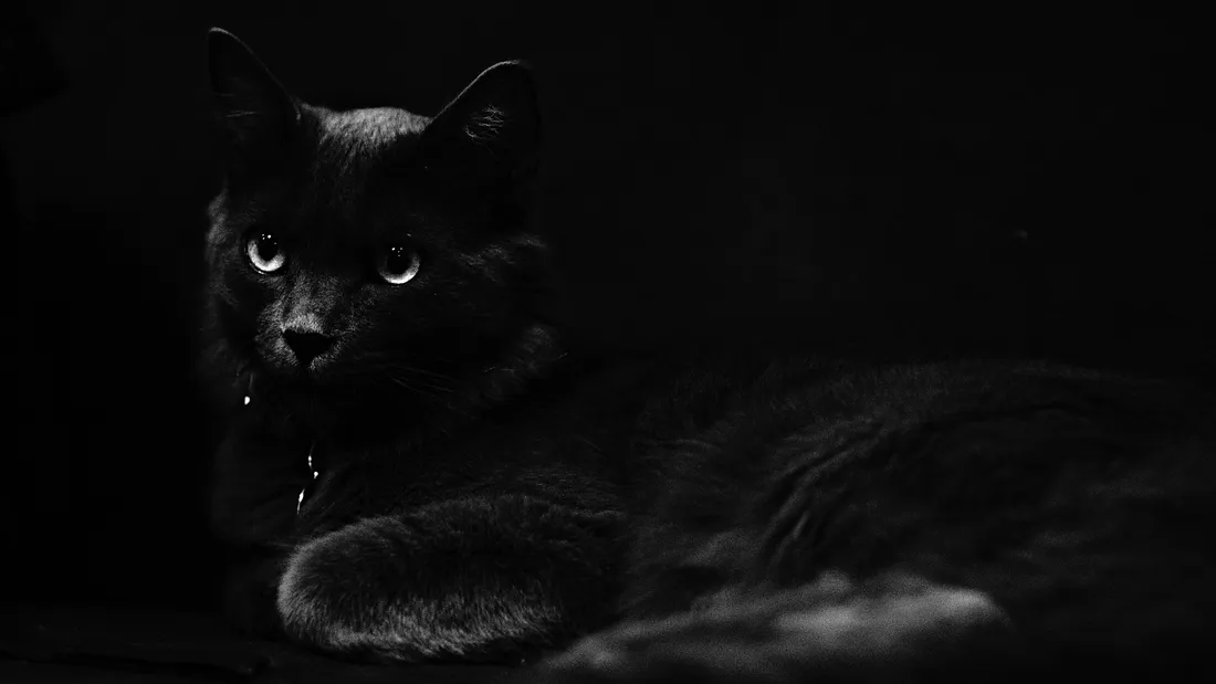 Black Halloween