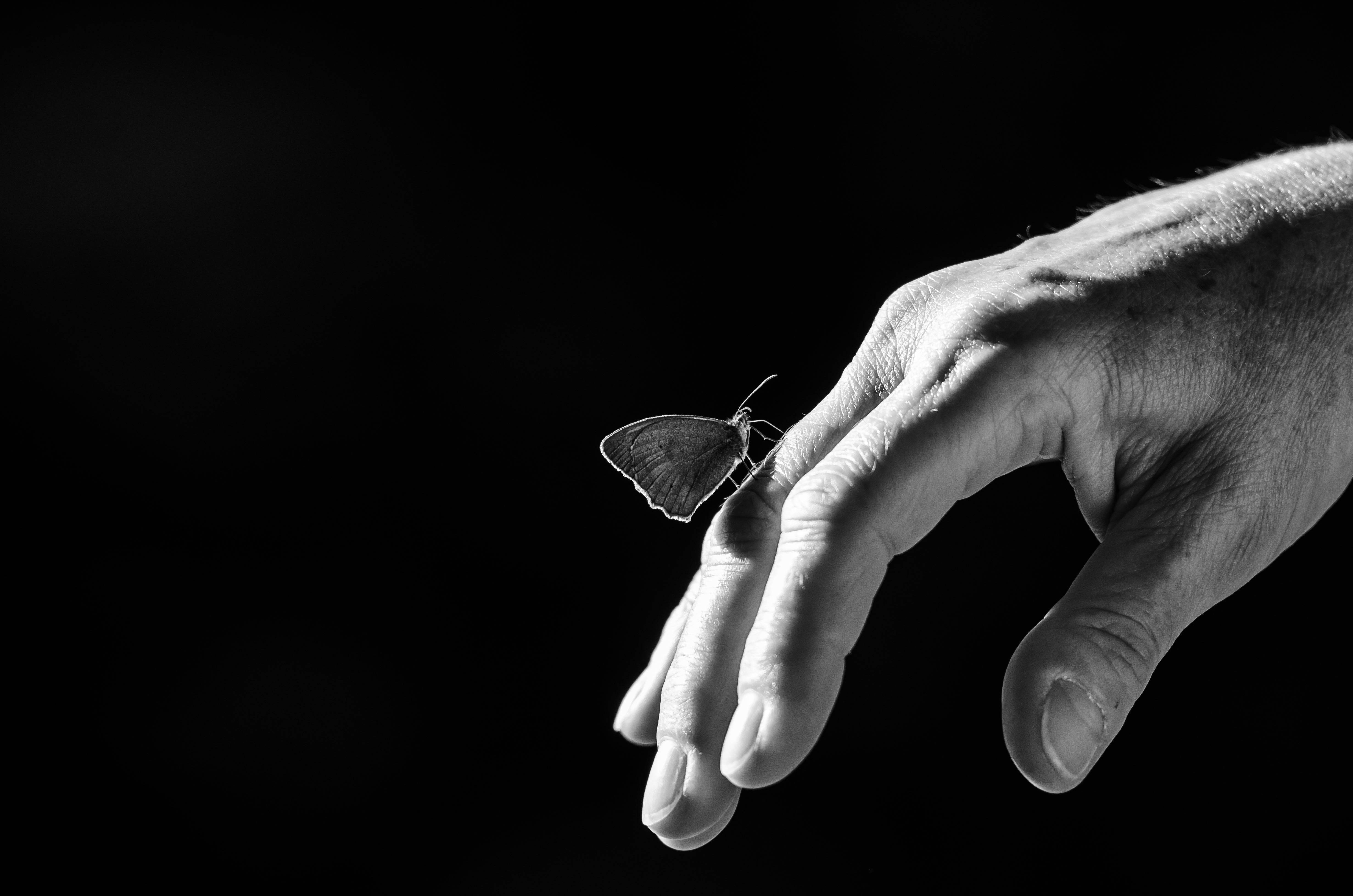 butterfly, hand, black background, 4K Desktop Wallpaper