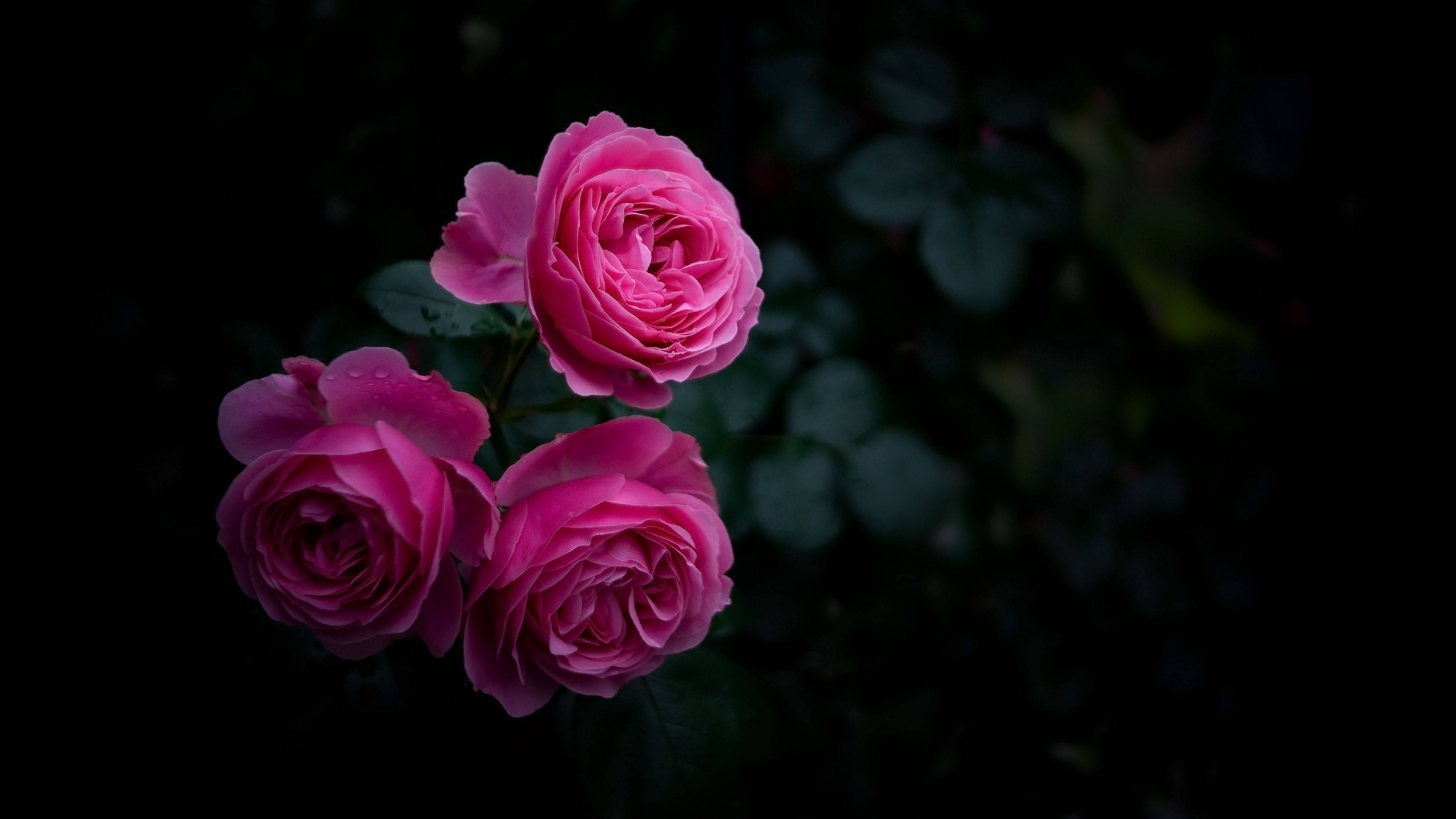 roses, pink roses, deep black background, 4K Desktop Wallpaper