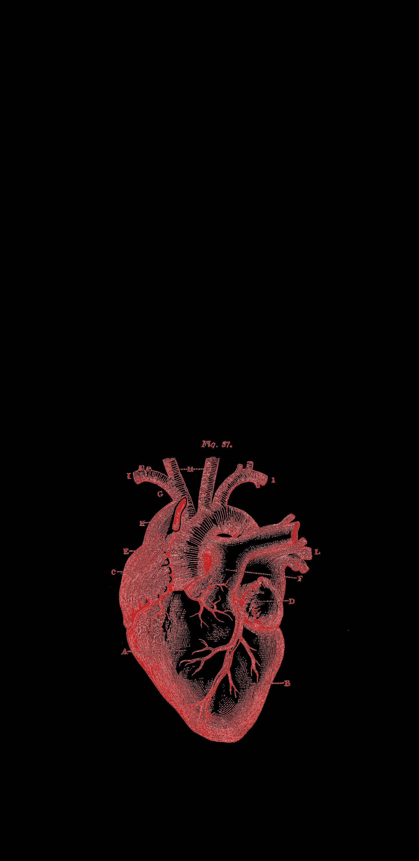 red and black heart aesthetic anatomy, human heart, red, 2K Phone Wallpaper