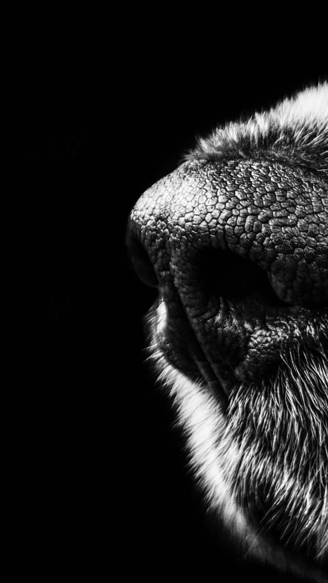 Black iPhone 6 Plus, dog's nose, textured nose, Full HD Phone Wallpaper