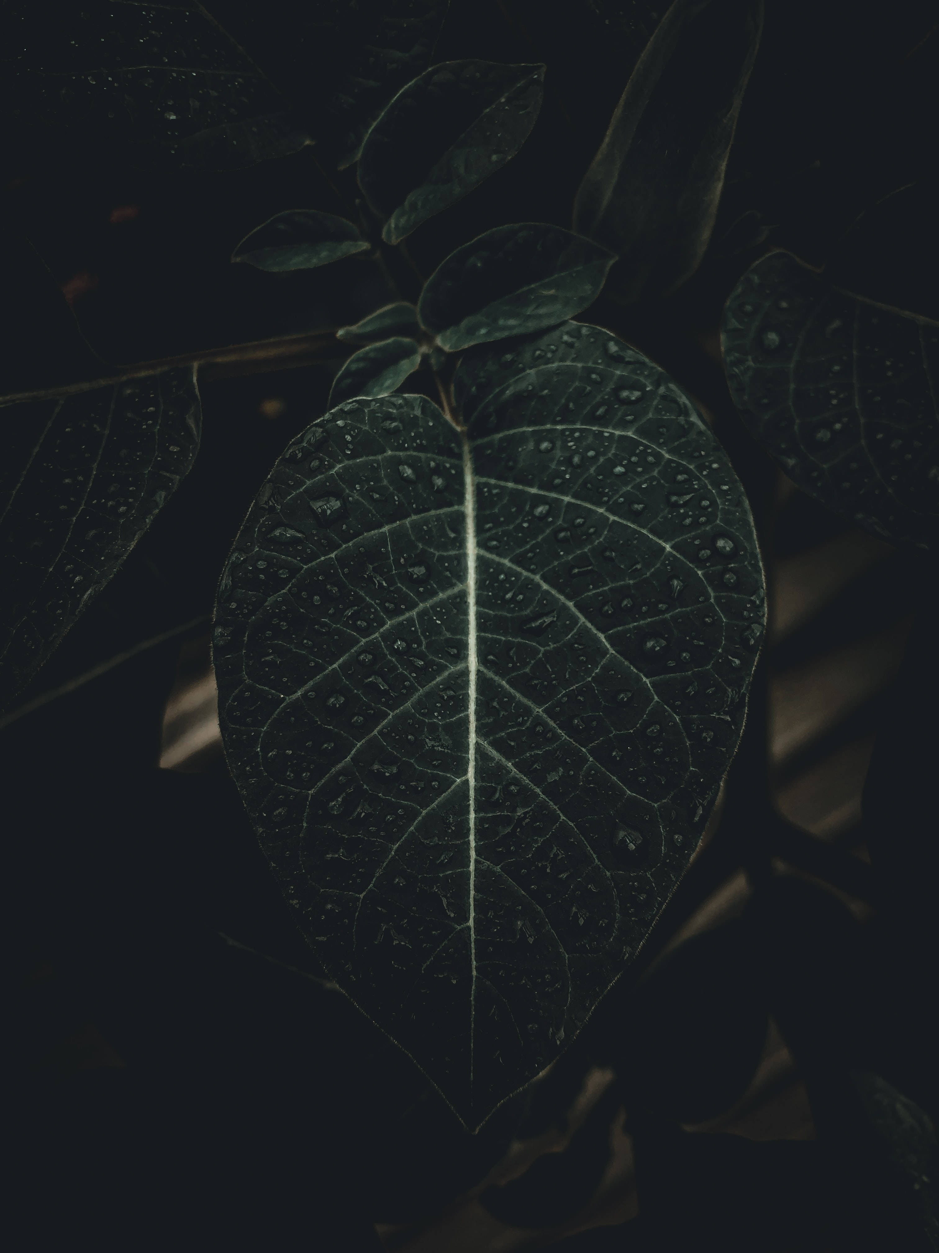 Black iPhone, dark green leaf, intricate veins, 4K Phone Wallpaper