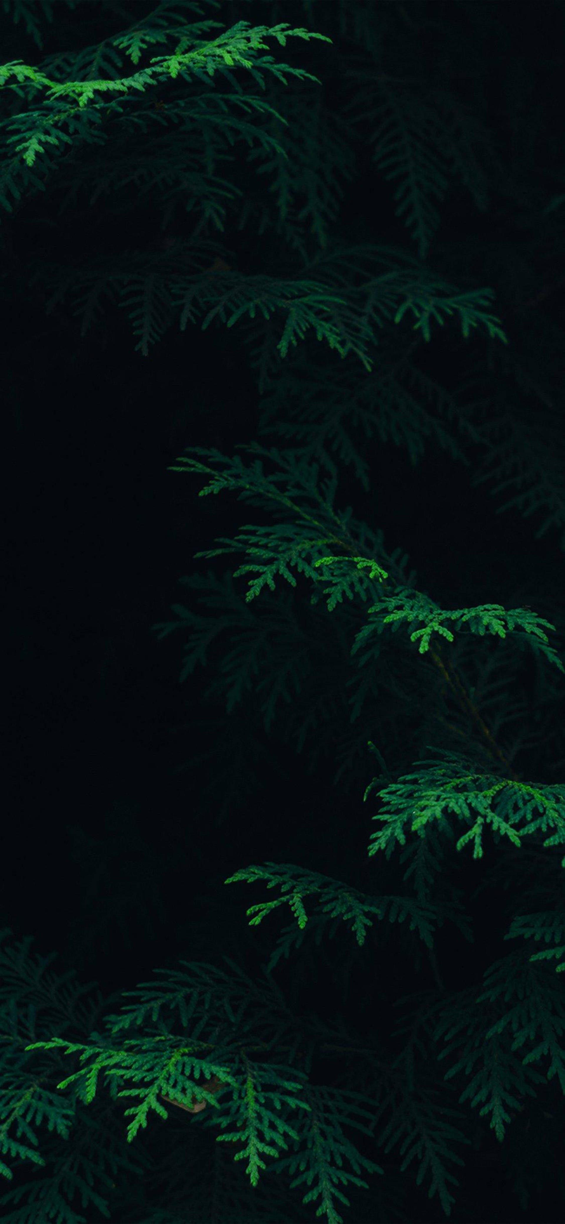Black iPhone, green ferns, dark forest branches, 4K Phone Wallpaper
