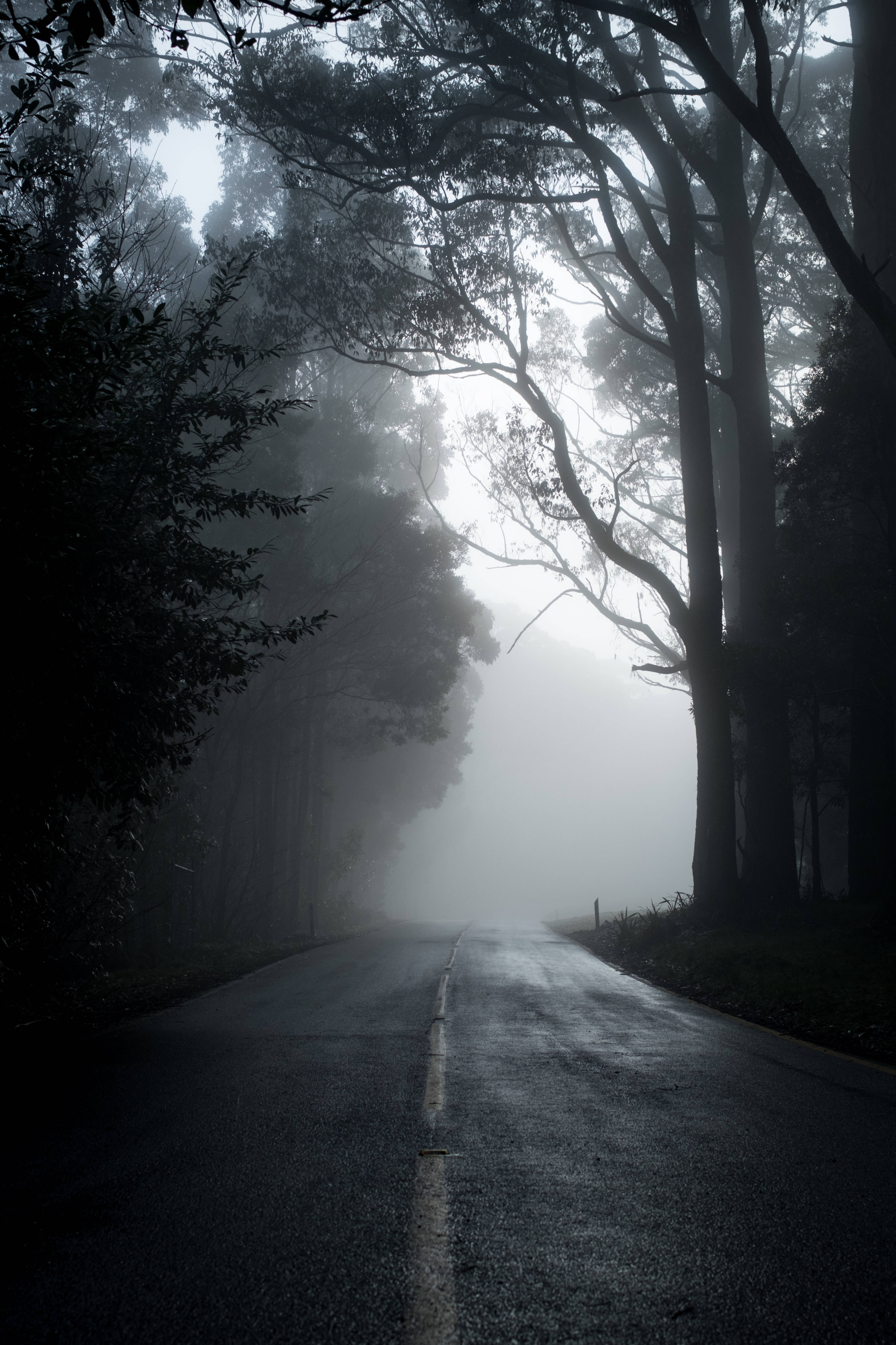 Black iPhone, misty forest road, fog, 5K Phone Wallpaper