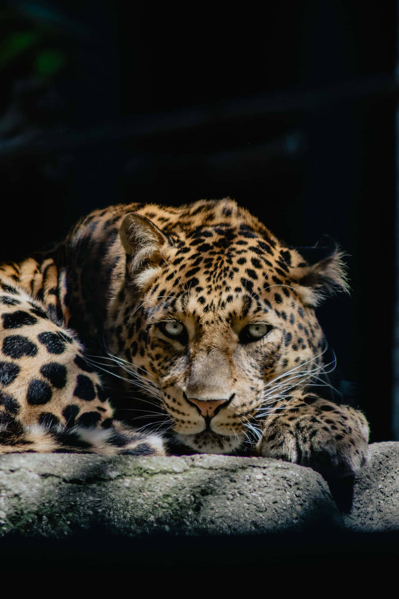 leopard, golden fur, black rosettes, Full HD Phone Wallpaper