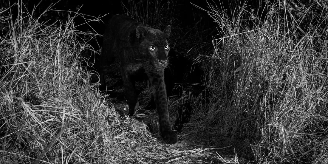 Black Leopard Wallpapers