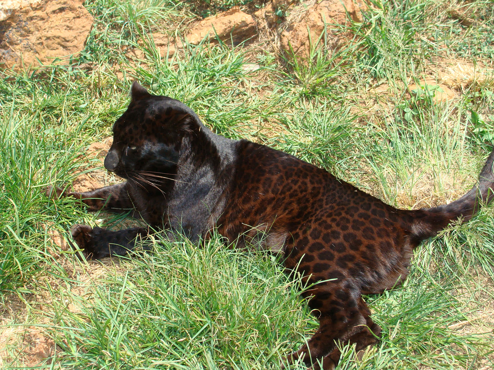 Black Leopard, dark rosettes, sunlit green grass, Full HD Desktop Wallpaper