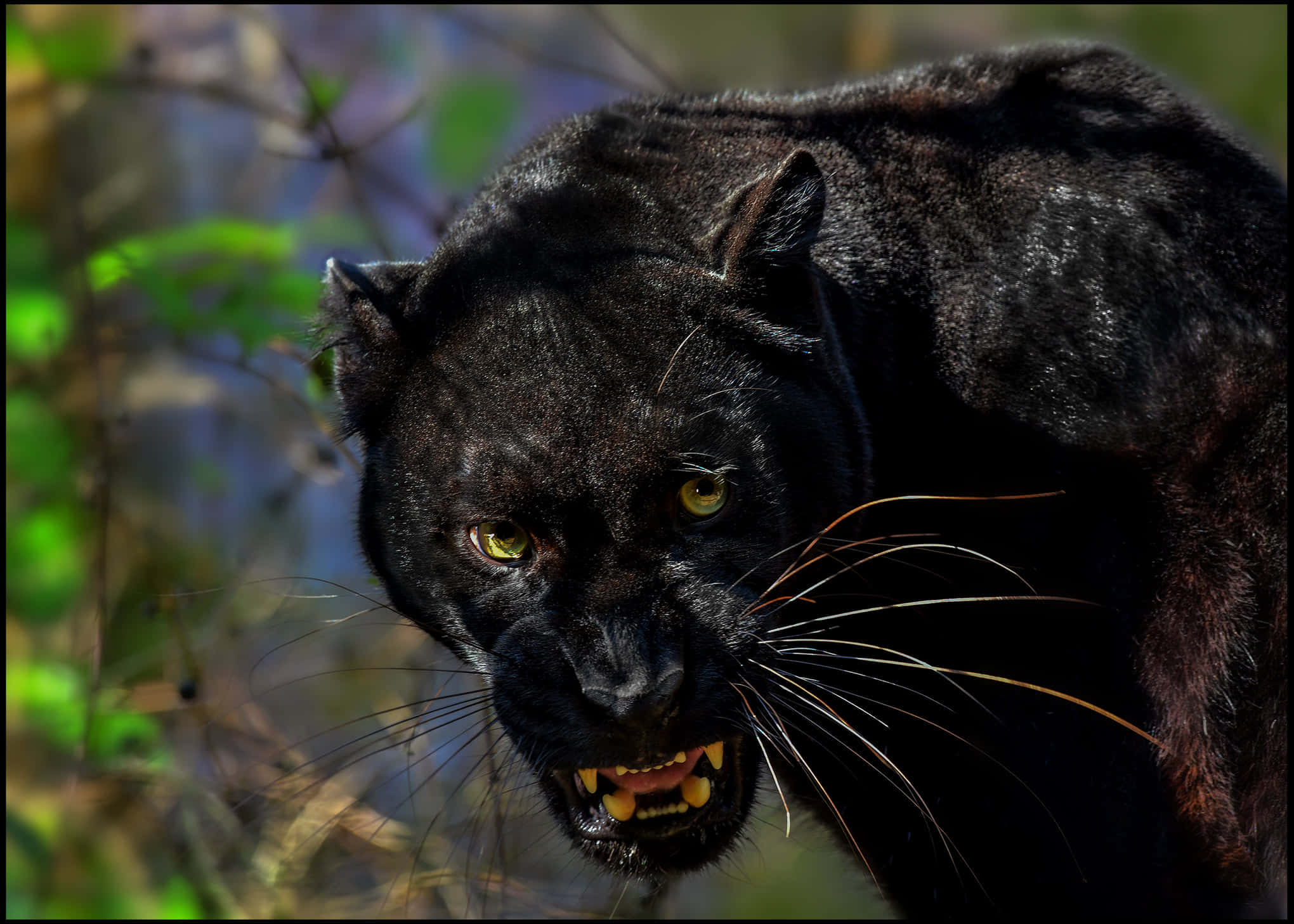 black leopard, sunlit forest, glowing yellow eyes, Full HD Desktop Wallpaper