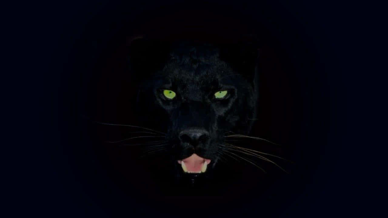 Black Leopard, glowing green eyes, jungle, HD Desktop Wallpaper