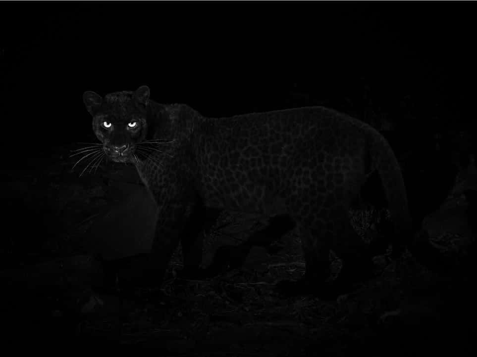 black leopard, glowing eyes, pitch-black night forest, SD Desktop Wallpaper