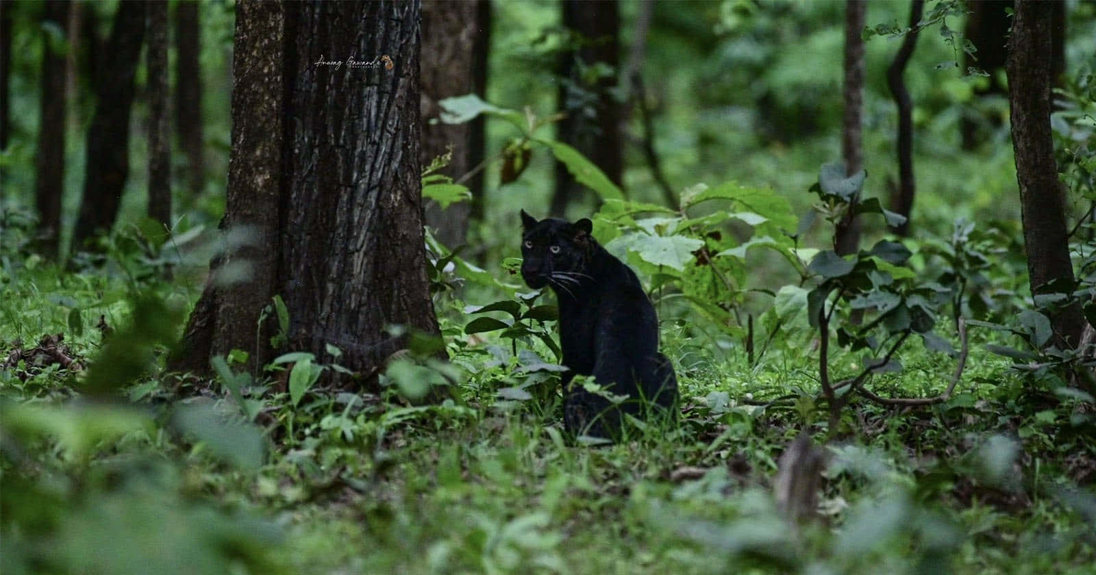 Black Leopard, jungles of India, lush green foliage, HD Desktop Wallpaper