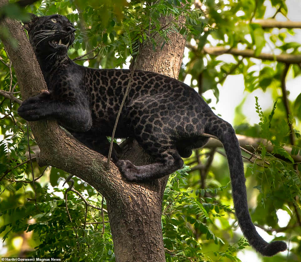 black leopard, tree branch, lush green foliage, SD Desktop Wallpaper