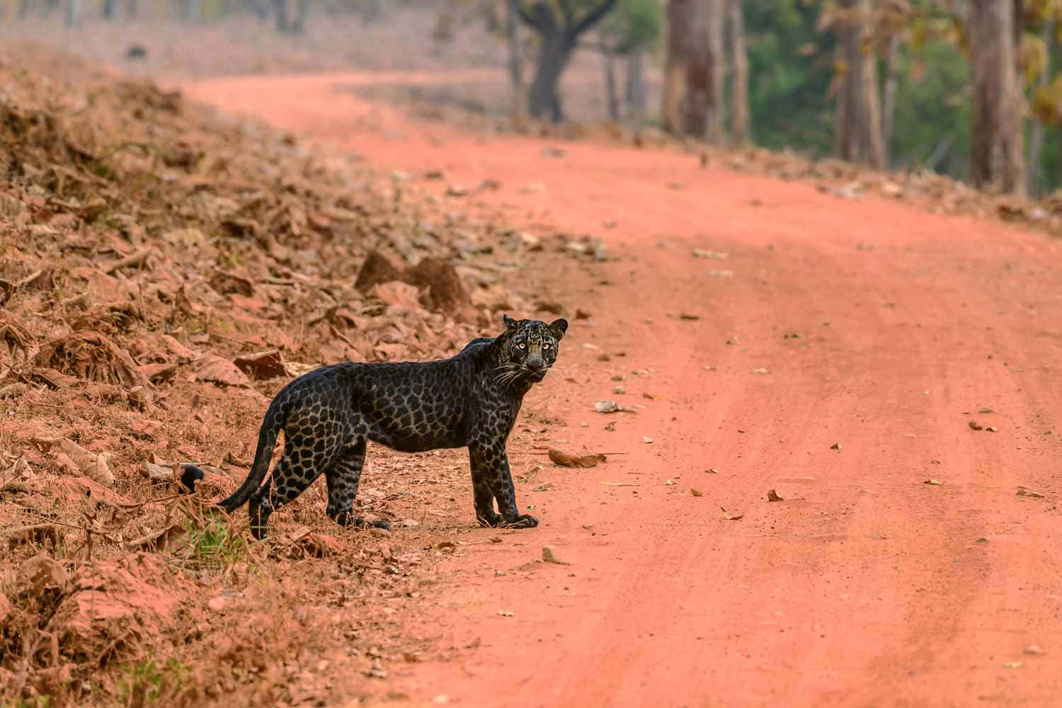 Black Leopard, melanistic leopard, red dirt road, HD Desktop Wallpaper
