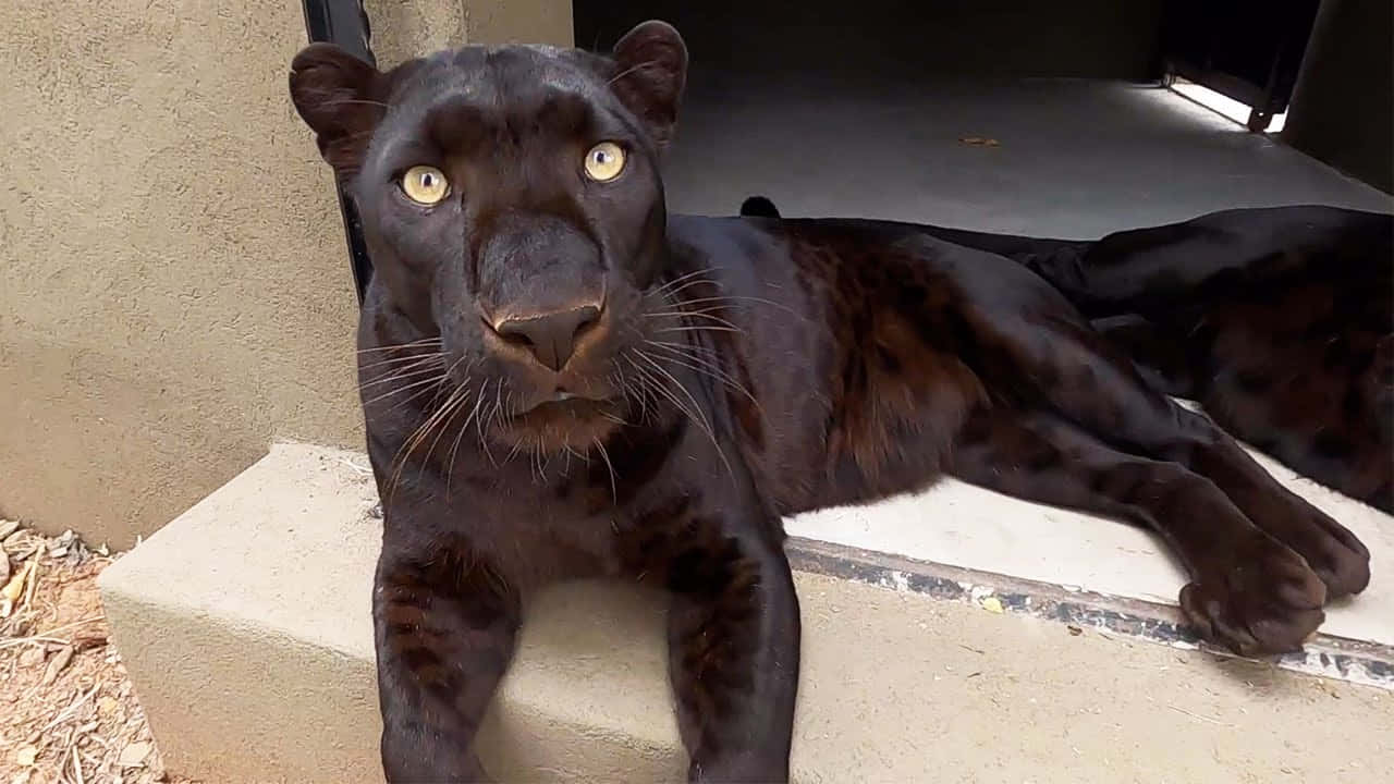 black leopard, glowing yellow eyes, concrete step, HD Desktop Wallpaper