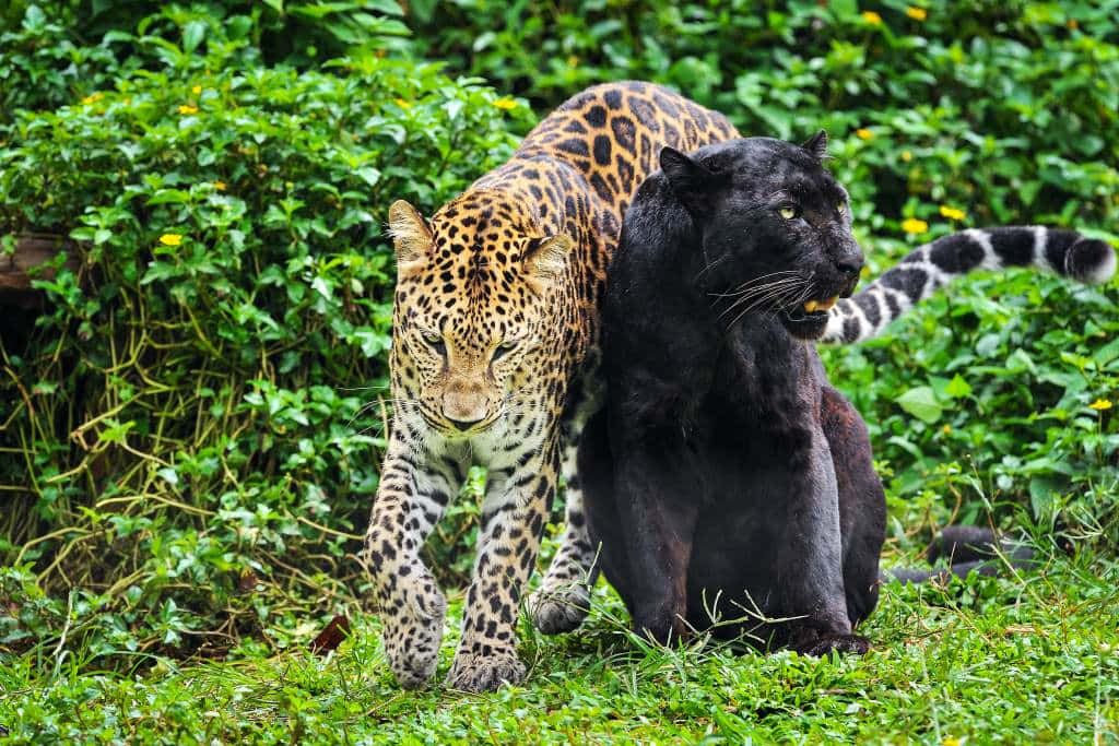 black leopard, spotted leopard, jungle, SD Desktop Wallpaper