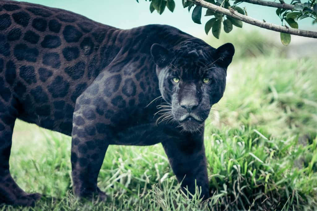 Black Leopard, glowing green eyes, lush green grass, SD Desktop Wallpaper