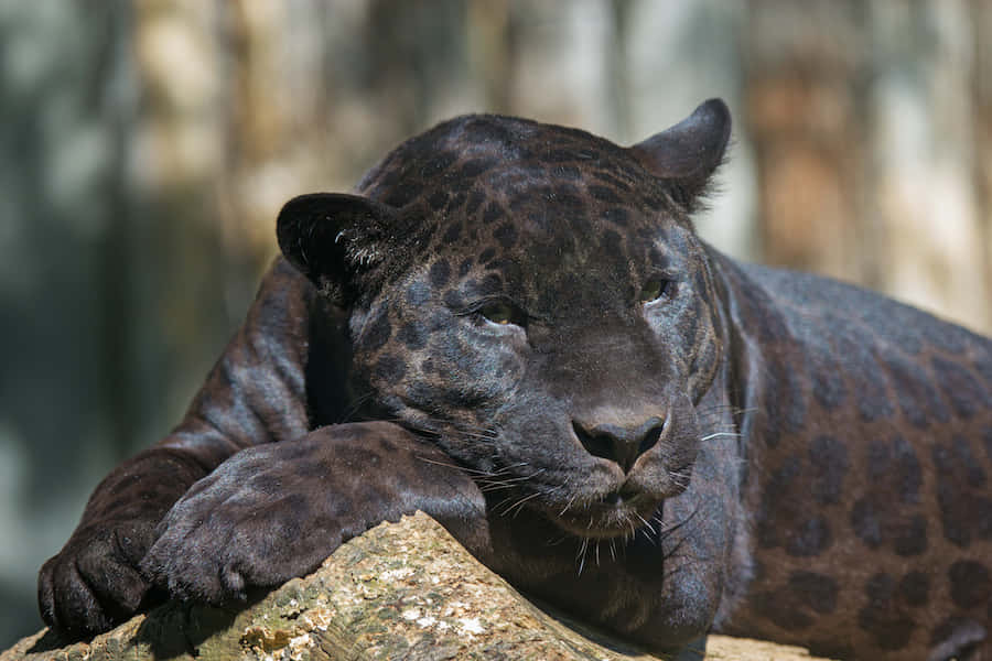 black leopard, mossy log, soft sunlight, SD Desktop Wallpaper