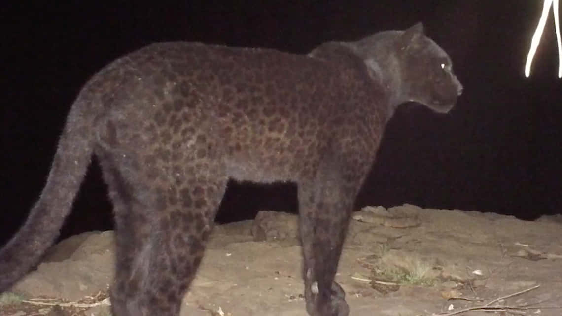 black leopard, rocky terrain, night lighting, SD Desktop Wallpaper