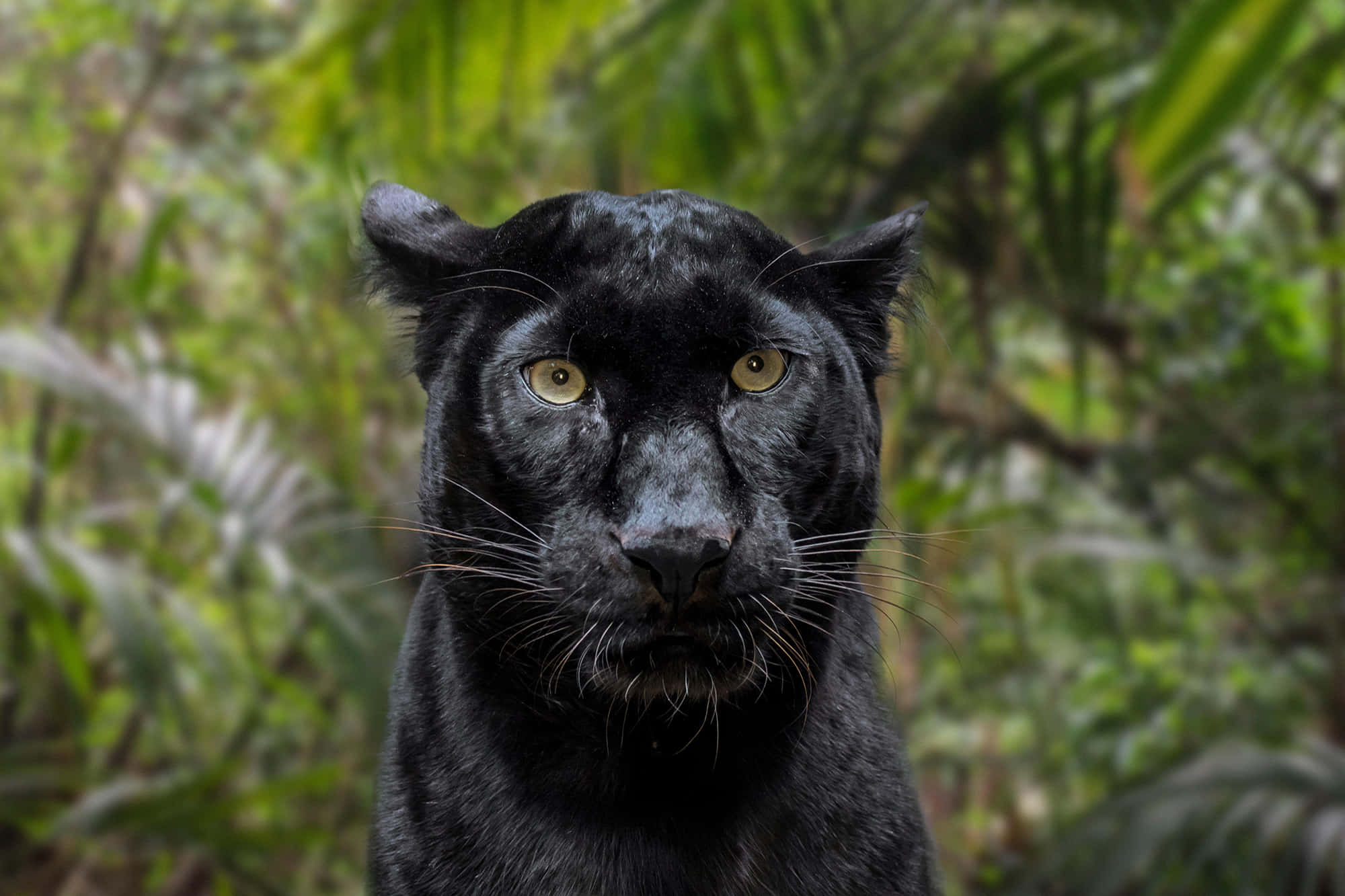 Black Leopard, golden eyes, lush green jungle foliage, Full HD Desktop Wallpaper
