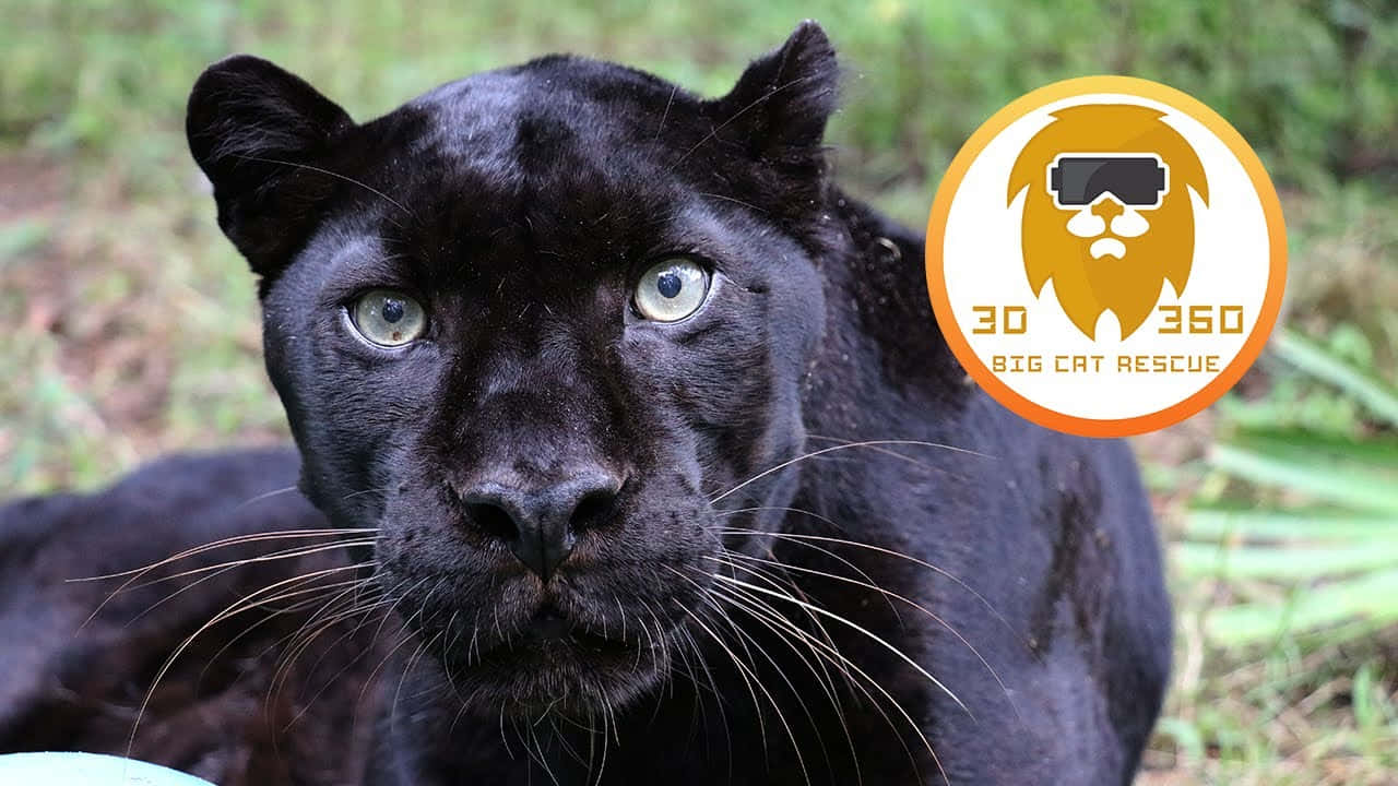 Black Leopard, green eyes, lush green forest, HD Desktop Wallpaper