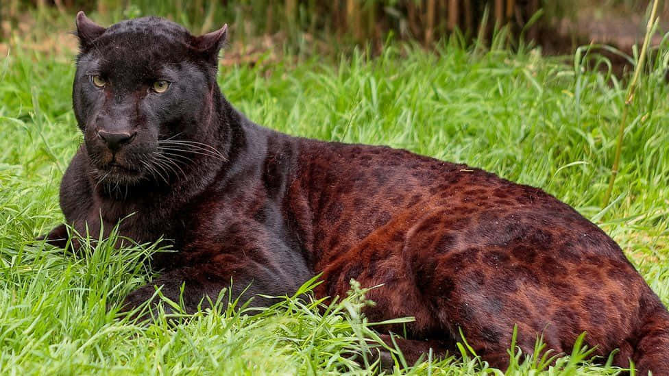 Black Leopard, golden eyes, vibrant green grass, SD Desktop Wallpaper